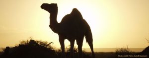 camel at sunset